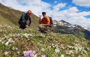 Festa di crocus e camosci sui sentieri per la FORCELLA ROSSA da San Simone-Baita Camoscio – 15magg25 - FOTOGALLERY